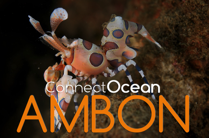 Ambon Critter Diving Liveaboad extension