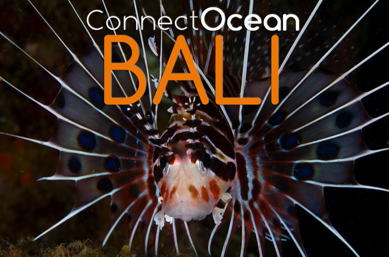 lionfish bali resort liveaboard extension