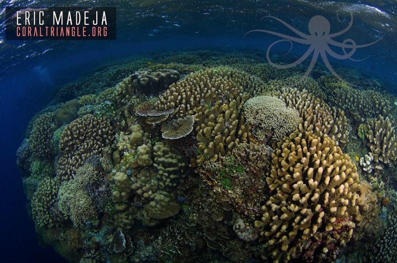 reef monitoring coral triangle
