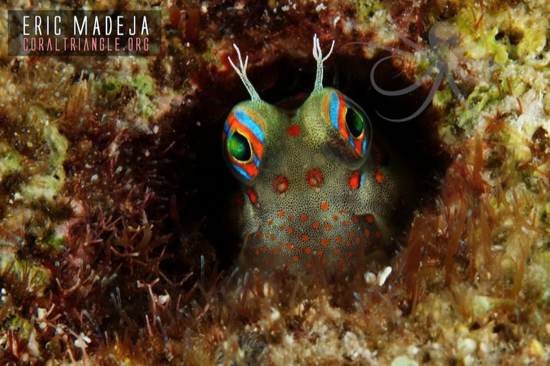 Blenny fish diversity coral triangle
