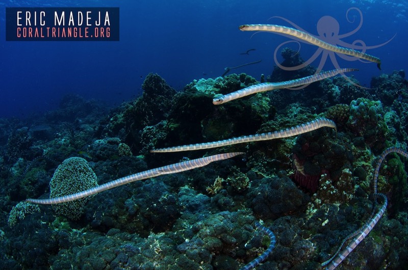 sea snake aggregation research coral triangle