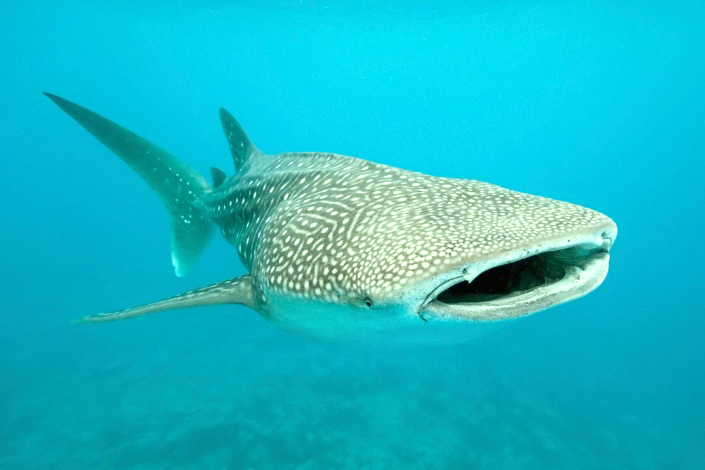 connect ocean whalesharks of oman musandam citizen science 