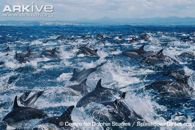 connect ocean superpod dolphins osa peninsular costa rica