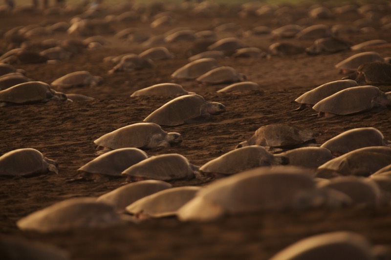 connect ocean expedition turtle arribada costa rica