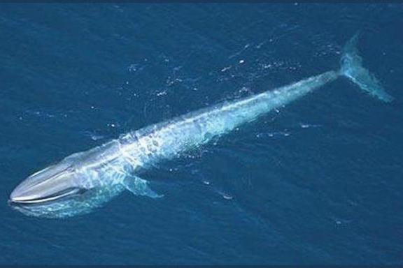 connect ocean expedition blue dome costa rica feeding grounds blue whales