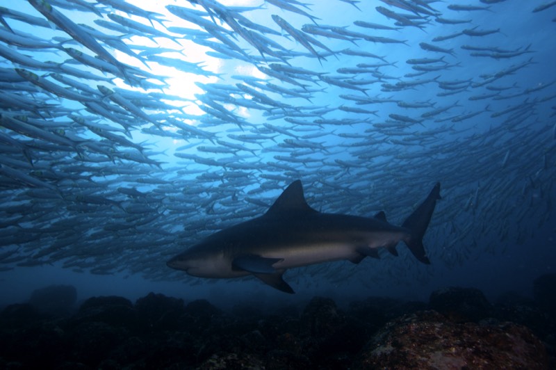 coral triangle expeditions bull sharks costa rica citizen science