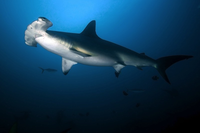 connect ocean hammerhead expeditions to cocos island costa rica