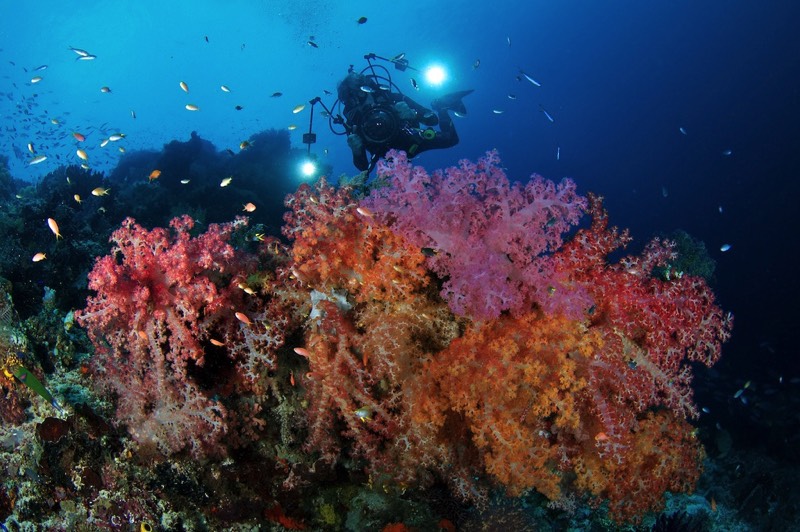 coral triangle expeditions connect ocean forgotten islands banda sea raja ampat