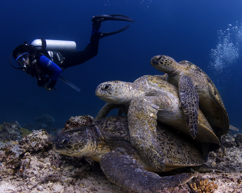 divers explore expeditions connectocean turtles mating eric madeja