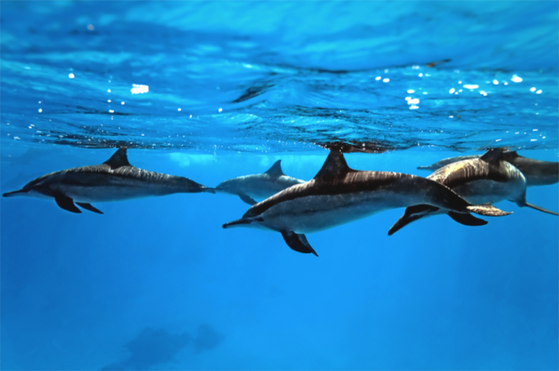 dolphin expedition connectocean citizen science osa peninsular costa rica