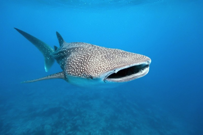 whaleshark, expedition, connectocean, panama