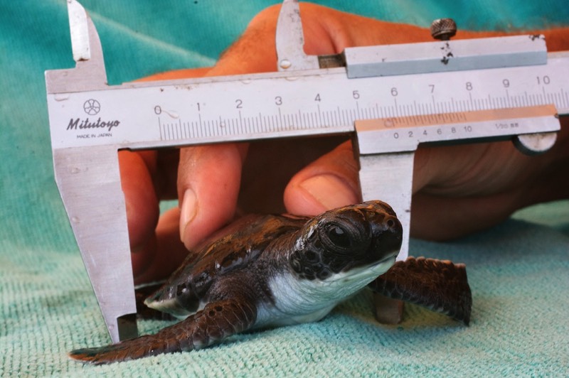 connectocean citizen science research turtles