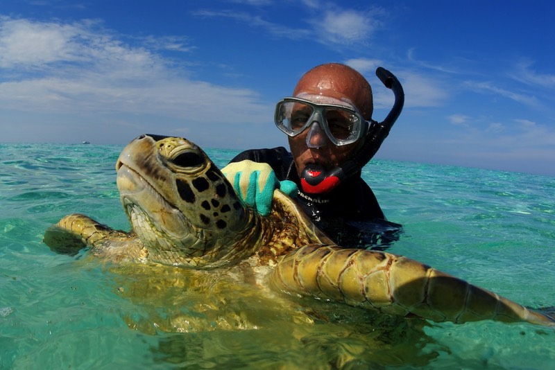 connectocean turtle tagging program